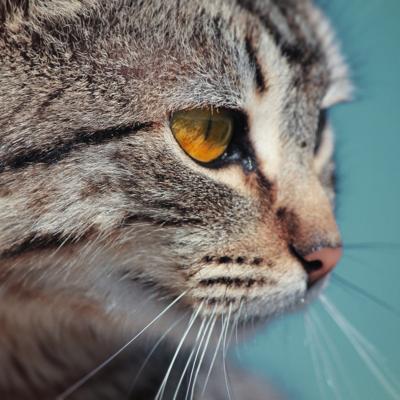 Michel Hegmann - Security Guard